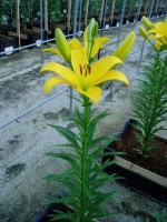 [1628 Cevennes No02.JPG]